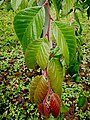 U. lanceifolia foliage, Grange Farm Arboretum