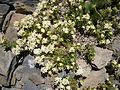 Galium megalospermum