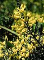 Genista cupanii