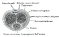 Miniatura della versione delle 11:04, 12 gen 2013