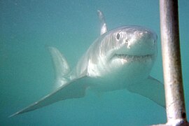 A great white shark approaches divers in a cage off Dyer Island, Western Cape, South Africa