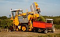 Image 24Mechanical harvesting of Sauvignon blanc grapes in Côtes de Duras, France (from Viticulture)