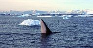 Southern minke whale spyhopping in Antarctica
