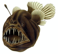 Image 70Humpback anglerfish (from Deep-sea fish)