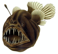 Image 63Humpback anglerfish (from Deep-sea fish)