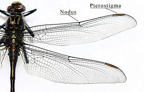 Ailes de Gomphidae