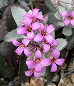 Kalanchoe pumila