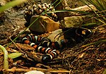 California Mountain Kingsnake