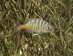 Lethrinus mahsena