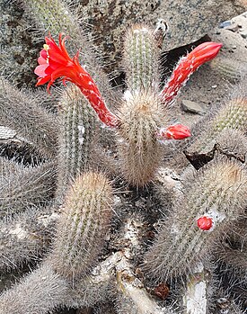 Loxanthocereus acanthurus subsp. pullatus