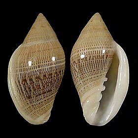 Marginella belcheri Hinds, 1844, uma das espécies atlânticas encontrada na costa da África Ocidental[1], região com grande incidência de moluscos Marginellidae.[2]