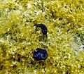 Mating sea slugs