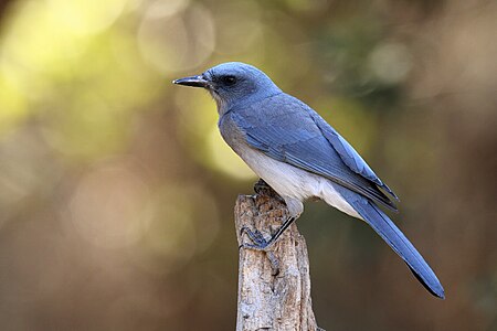 (Mexican jay (Aphelocoma wollweberi