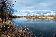 Blick auf den Altrheinarm in Nordrichtung. Der Himmel ist bewölkt. Das Schilf ist graubraun. Die Bäume ohne Laub.