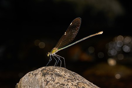 Neurobasis chinensis female