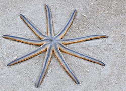 Nine-armed Sea Star (Luidia senegalensis) (4338628827)