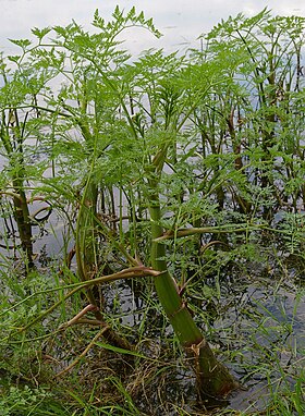 Phellandrium aquaticum L.