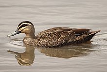 brownish duck with blackish stripes on face