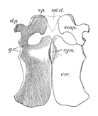 Schéma montrant en vue de dessus la ceinture scapulaire de Peloneustes.