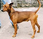 Pinscher