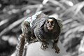 Baby monkey in diaper at Pinecrest Gardens, Miami, Florida.