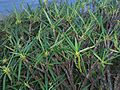 Foliage with Pseudosphinx caterpillars