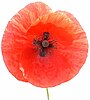 Red poppies are worn on Remembrance Day in many countries.
