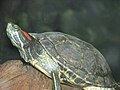 Trachemys scripta elegans julio de 2007-julio de 2014