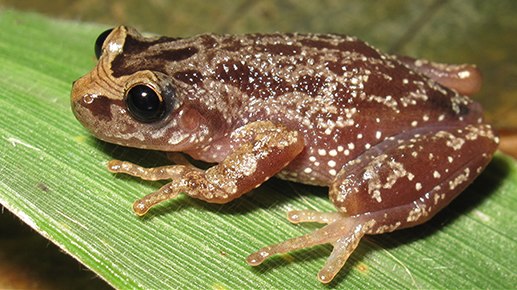 Ficheiro:Scinax pinima.tiff