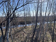 Lac-à-la-Tortue Bog, Route 359 (Lac-à-la-Tortue Road)