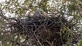Short-toed snake eagle in its nest, Rollapadu wildlife sanctuary, Andhra Pradesh, India