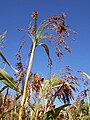 Sorghum arundinaceum