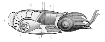 Schéma anatomique.