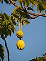 Adansonia digitata ফল