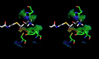 Stereoscopic depiction of choline and acetyl-CoA in ChAT active site.(PDB: 2FY3​, PDB: 2FY5​ - overlaid).