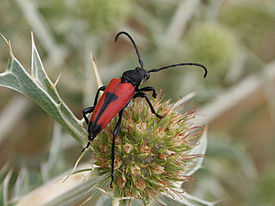 Stictoleptura cordigera