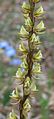 Prasophyllum elatum at the Strettle Road Reserve Glen Forrest in Western Australia