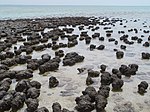 Scattered small black mounds growing in an area of shallows by the sea
