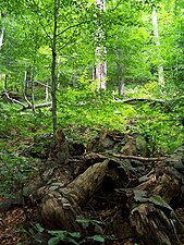 Forest in Stužica