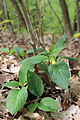 Plante in situ, forêt roumaine