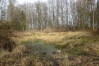 Teich auf den Tonkuhlenwiesen