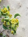 Tetragonia decumbens