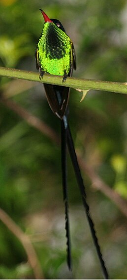 Колібрі вимпелохвостий (Trochilus polytmus)