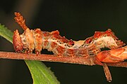 Caterpillar.