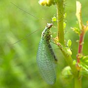 Eating aphids