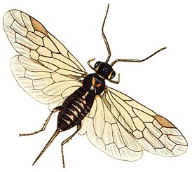 Xyela pusilla