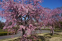Prunus itosakura 'Plena-rosea' Miyoshi ('Yae-beni-shidare')
