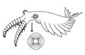 Outdated reconstruction of Anomalocaris canadensis (1996) アノマロカリス・カナデンシスの旧復元（1996年）