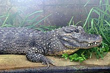 The Chinese alligator's head and front part of body among grass next to water
