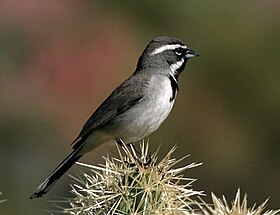 Amphispiza bilineata